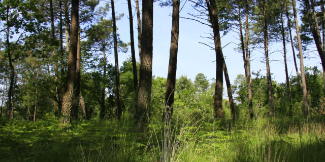 La forêt