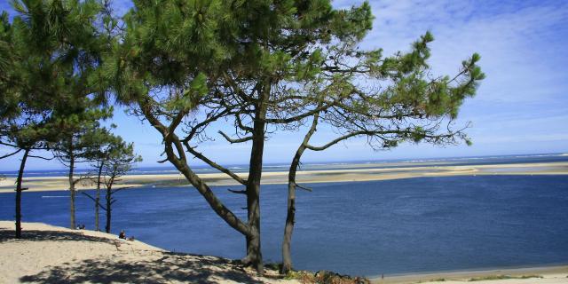 Banc Pins Et Dune