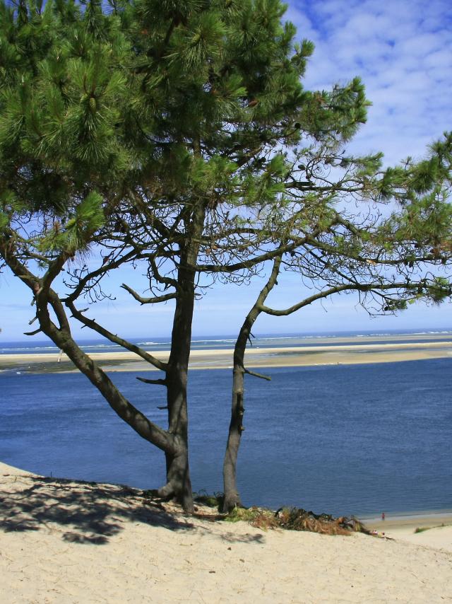 Banc Pins Et Dune