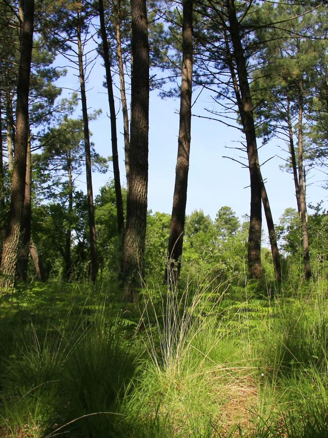 La forêt