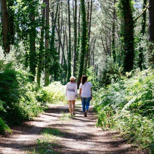 Foret Bassin Arcachon