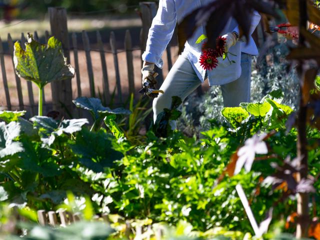 le-jardin-partag-dulas-arcachon-51609026857-o.jpg